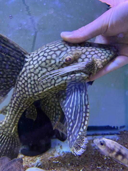 L330 Watermelon Pleco (Panaque Nigrolineatus Laurafabianae) Royal Pleco