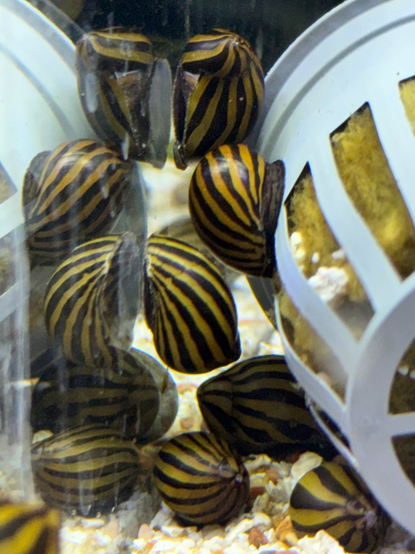 Zebra Nerite snail Vittina natalensis  Neritina natalensis