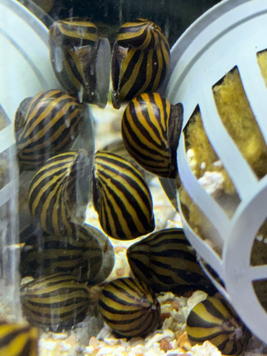 Zebra Nerite snail Vittina natalensis  Neritina natalensis