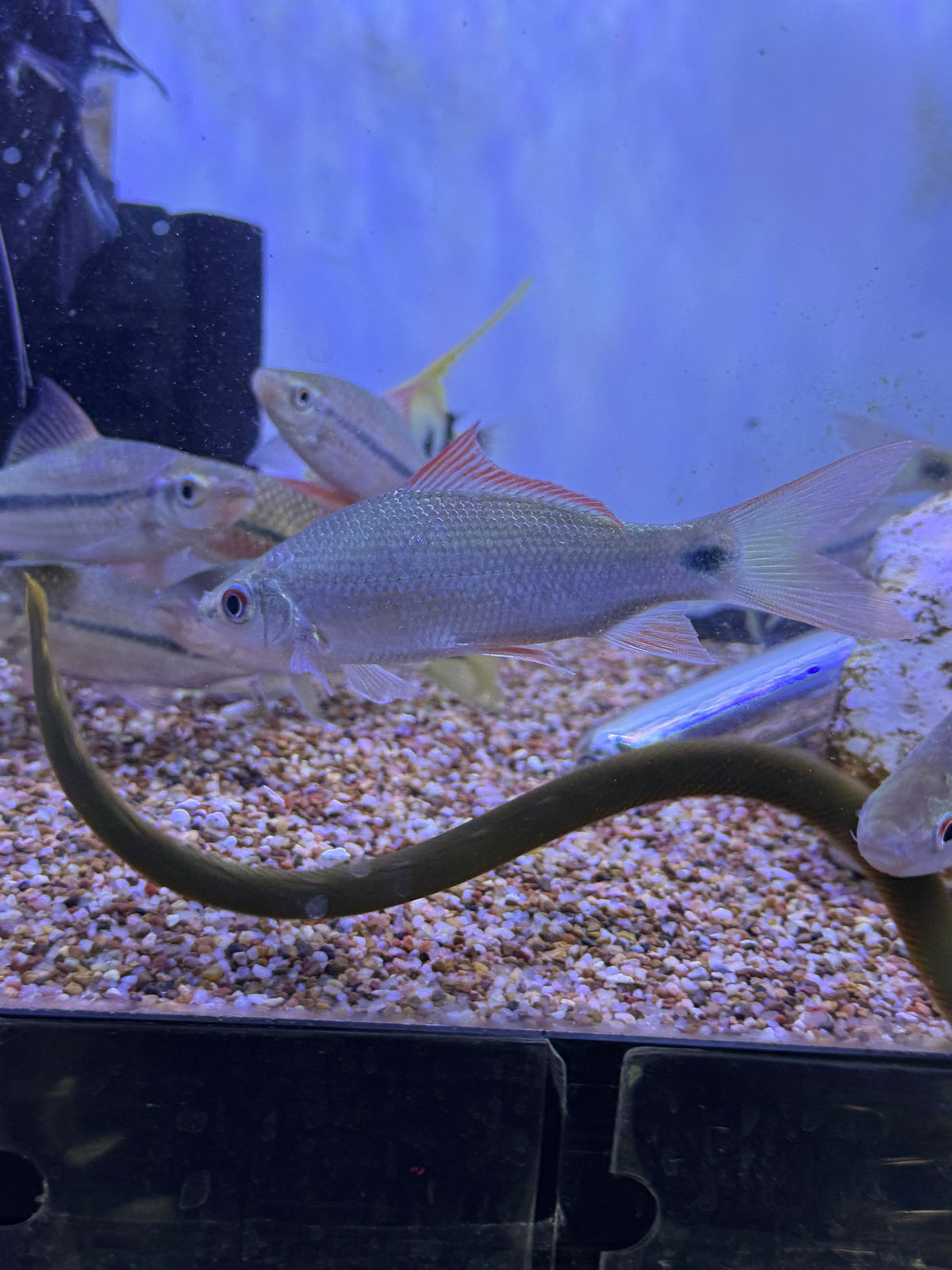 Rare ! Osteochilus borneensis