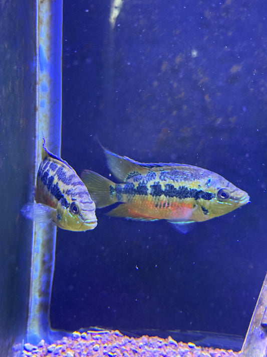 Salvini Cichlid