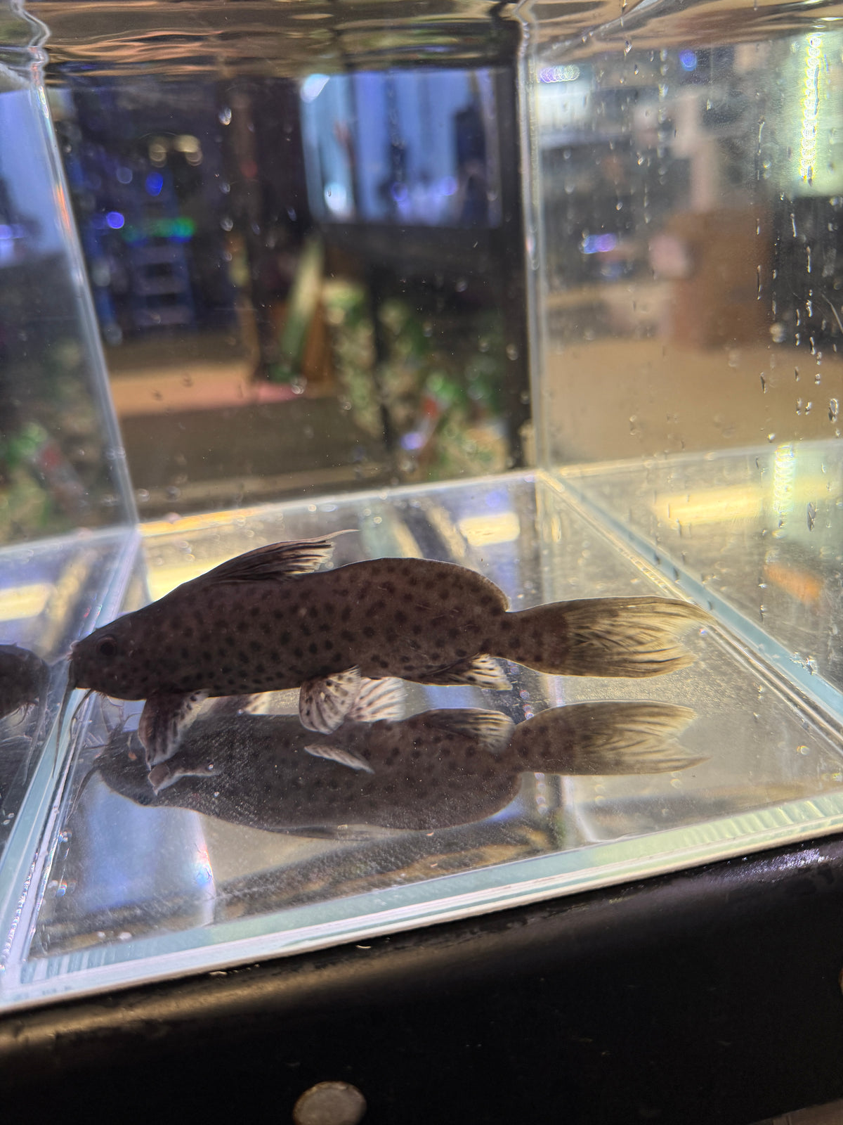 Synodontis catfish hybrid