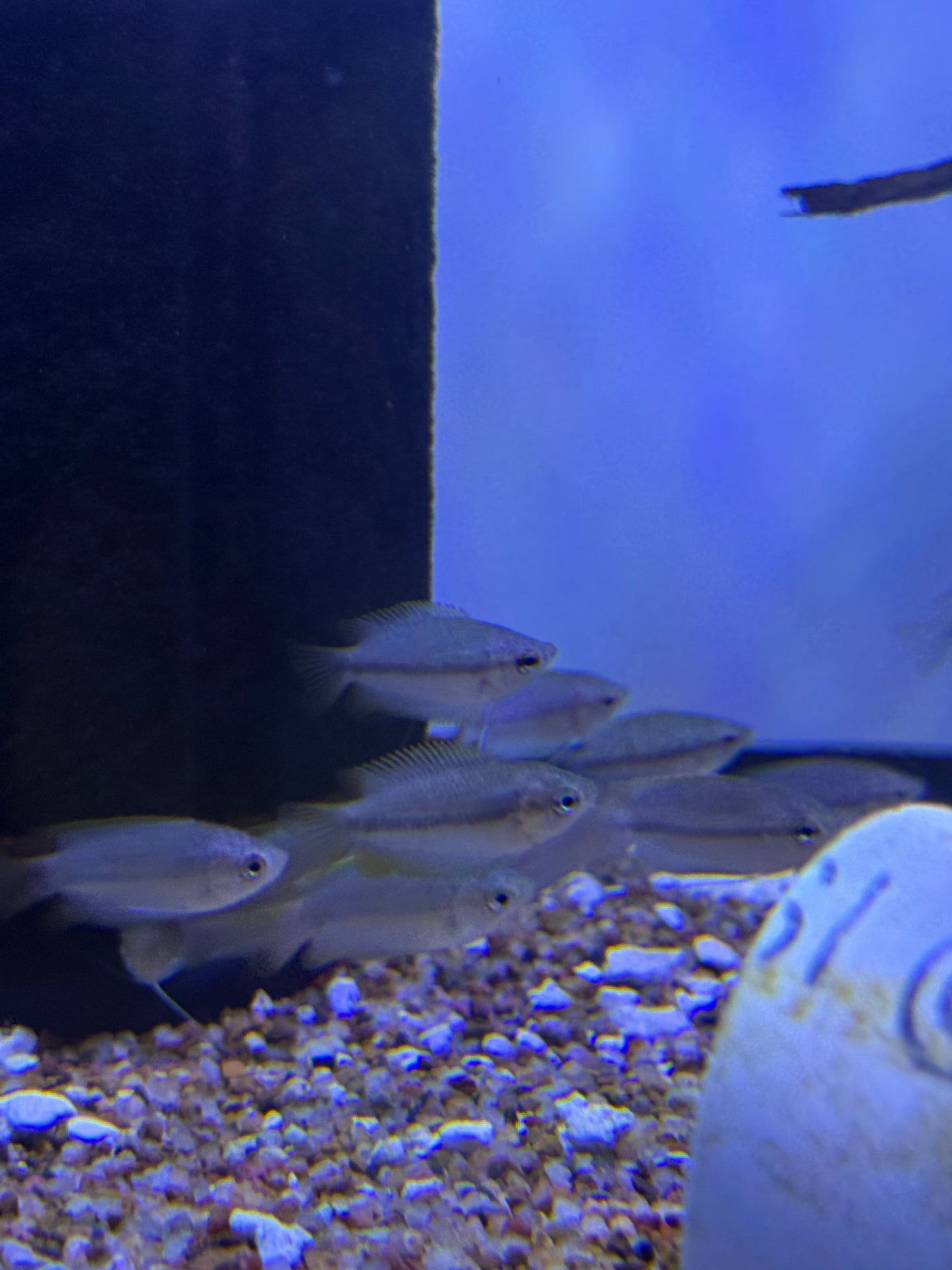 Colisa sota Honey Gourami Trichogaster chuna