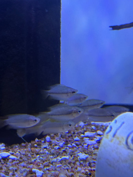 Colisa sota Honey Gourami Trichogaster chuna