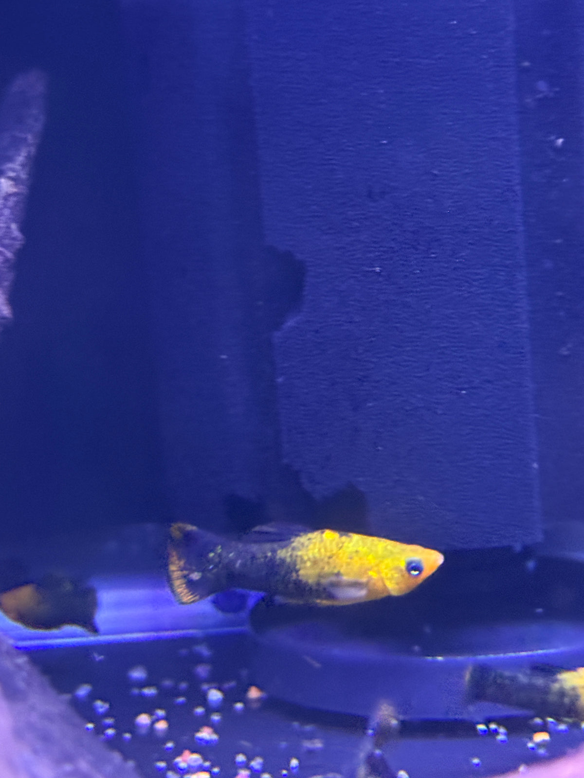 Gold Dust Molly