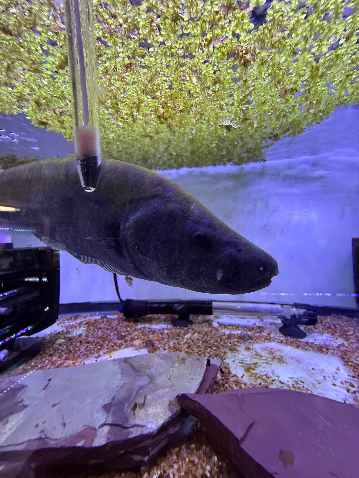 Super Rare Gold line Knifefish (Sternopygus macrurus)