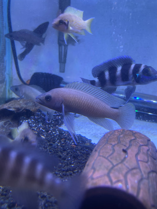 Leleupi Cichlid (Neolamprologus Leleupi) Kavala