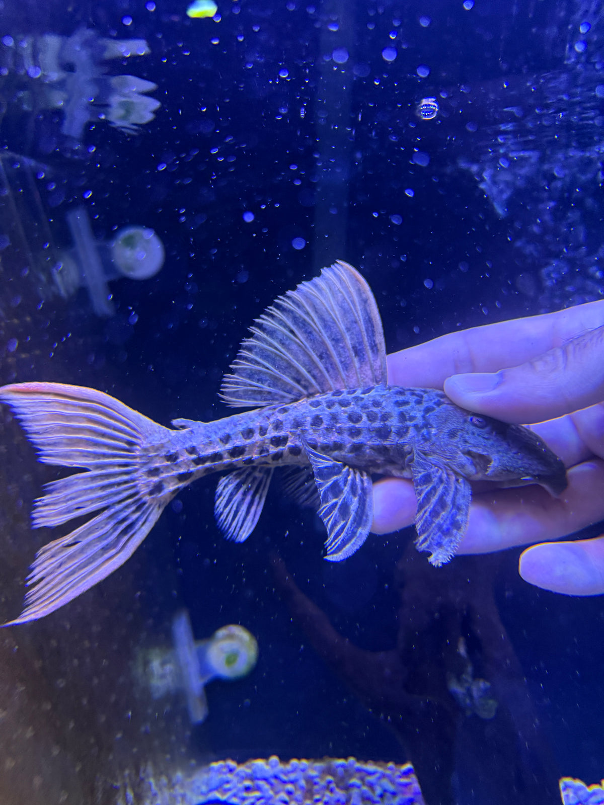 Super red L273  Titanic Pleco (Pseudacanthicus sp. L273)