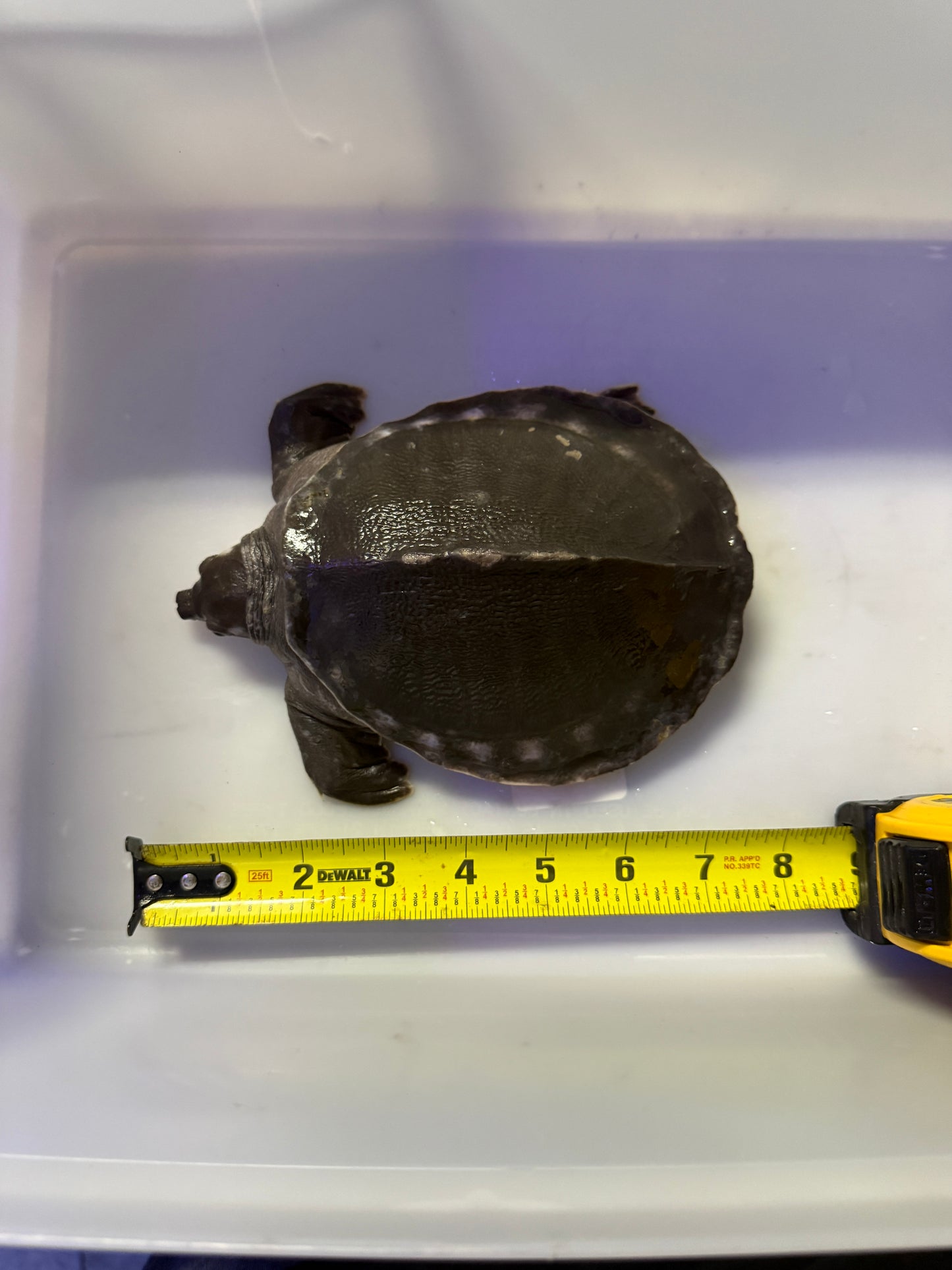 FLY RIVER TURTLE (CARETTOCHELYS INSCULPTA)