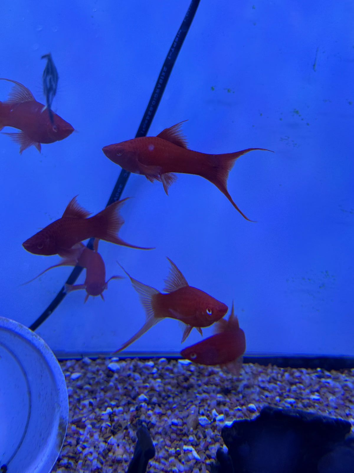 Red Eye Albino Red Lyretail Swordtail (Xiphophorus helleri)