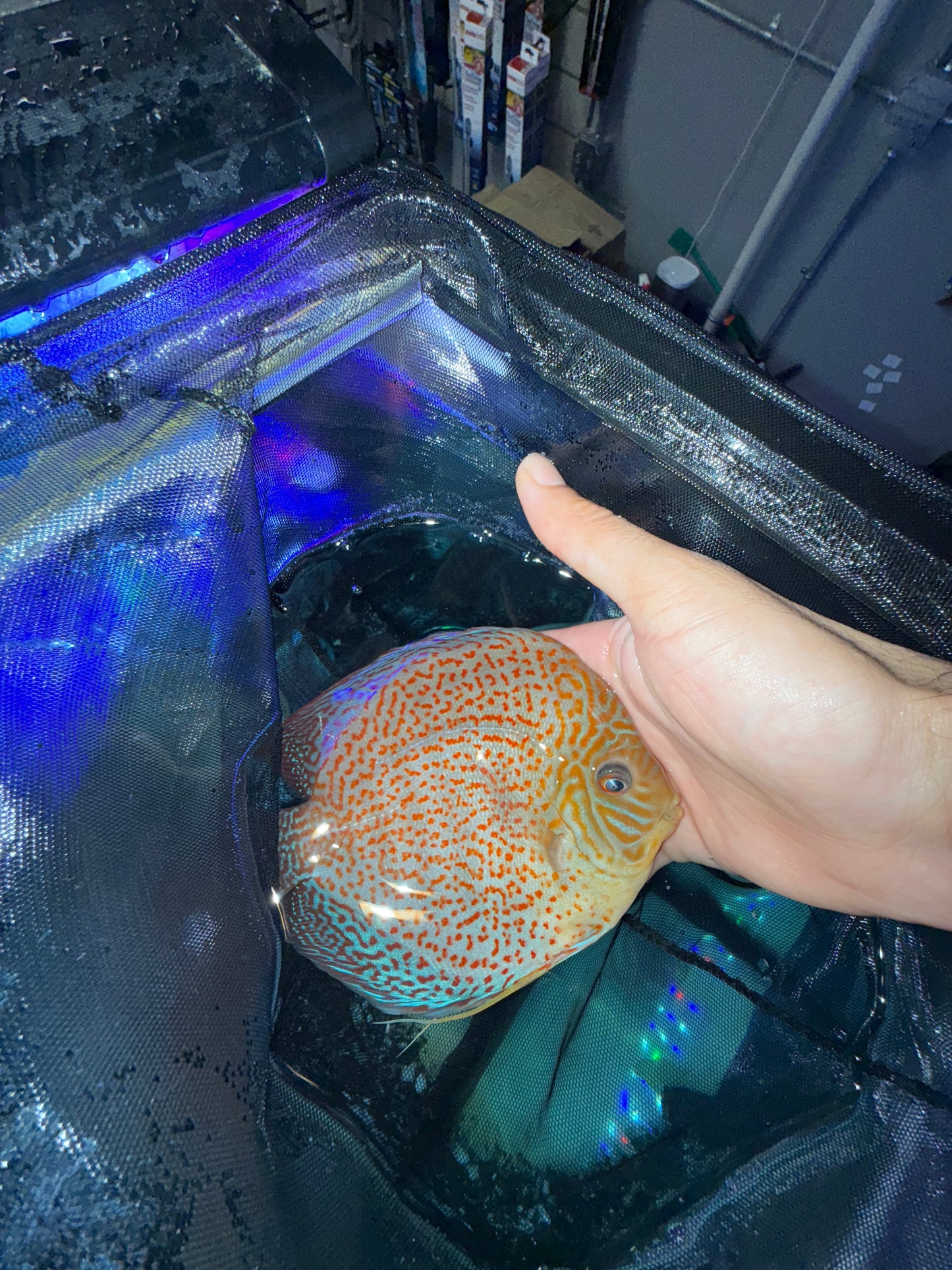 Full Face Leopard Discus