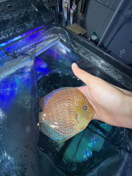 Full Face Leopard Discus
