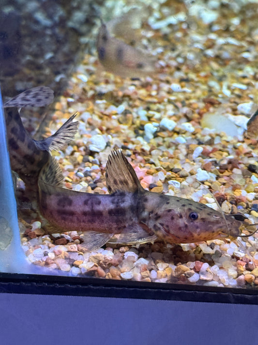 Dwarf Giraffe Catfish (Notoglanidium macrostoma)