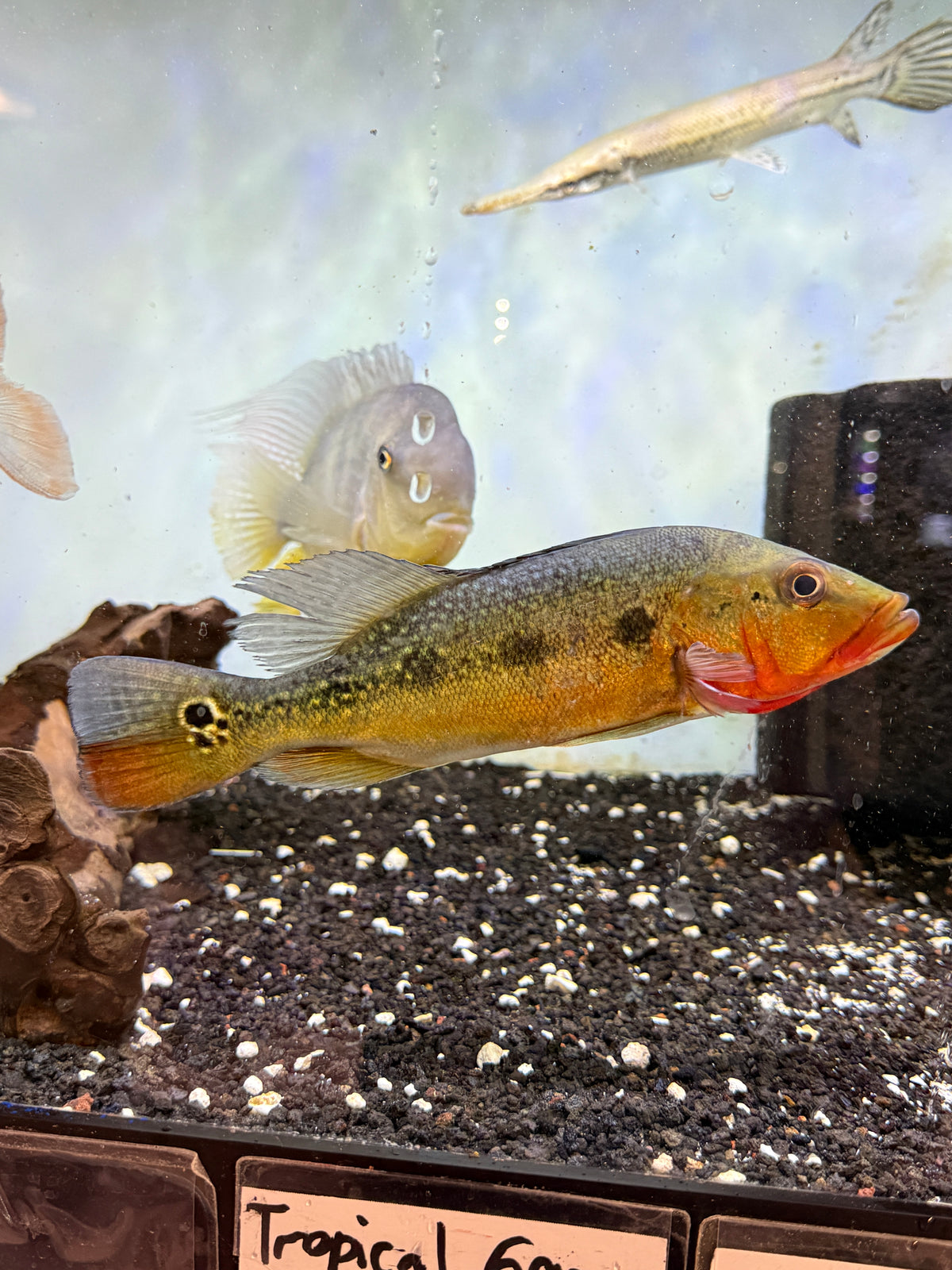 Fogo Fire Peacock Bass (Cichla Marinae)