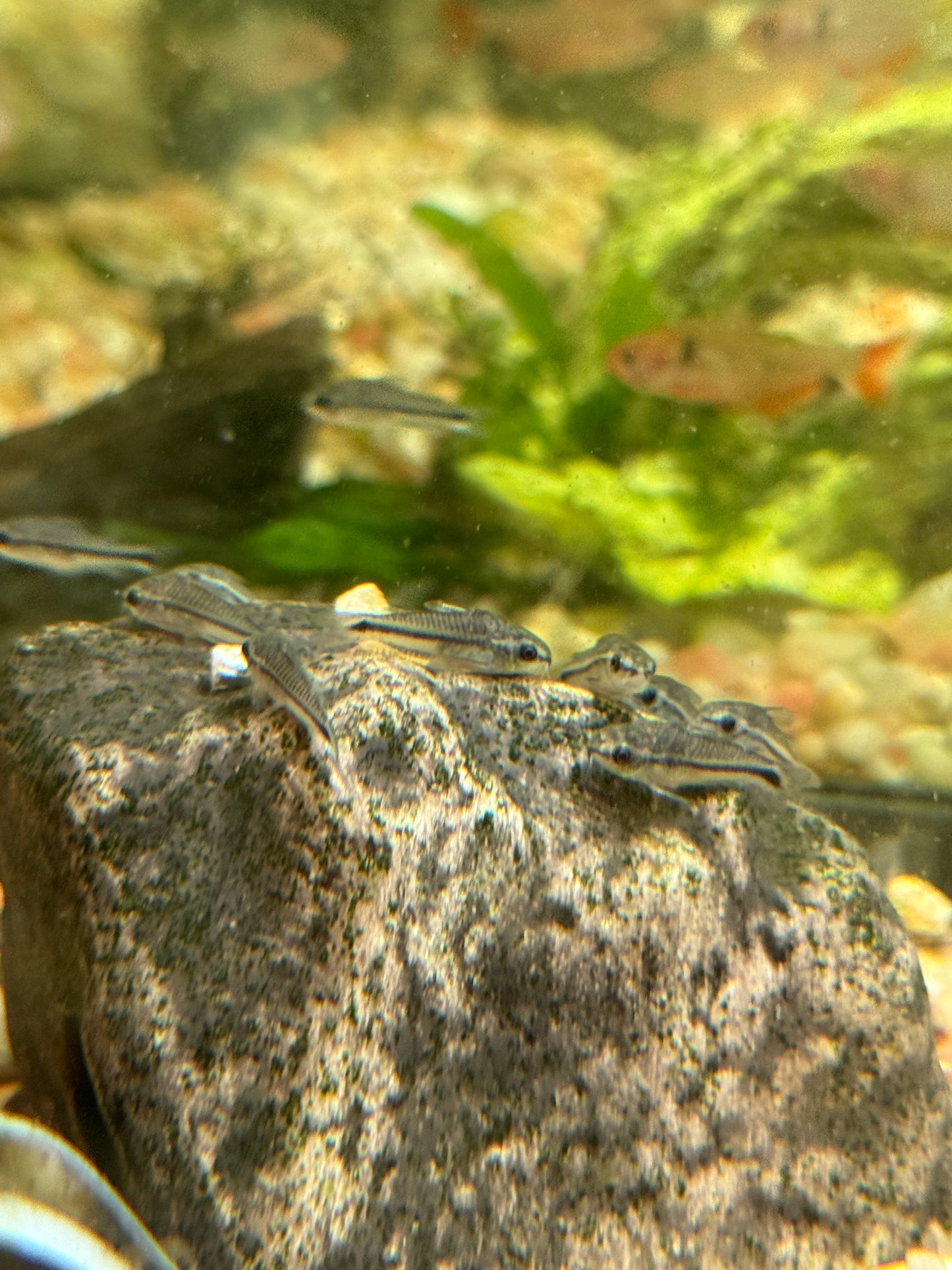 (Corydoras pygmaeus) Pygmy Cory