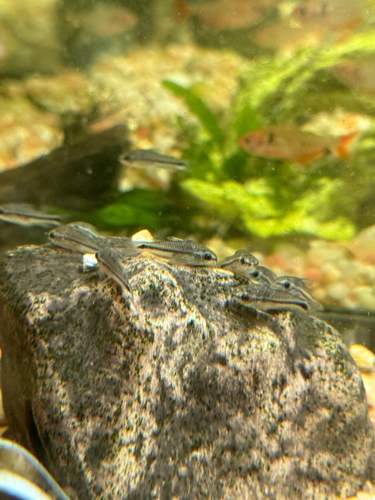 (Corydoras pygmaeus) Pygmy Cory