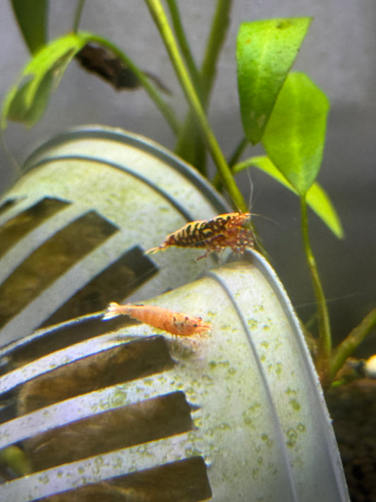 Red Galaxy Shrimp Caridina cantonensis