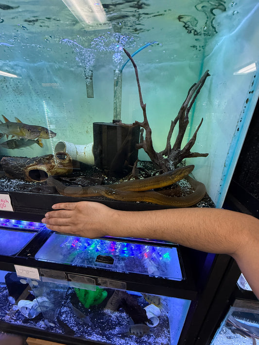 Tulip Eel Asian swamp eel (Monopterus albus)