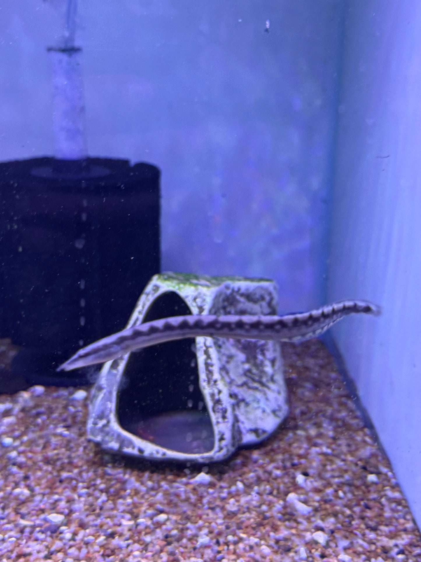 Tiretrack Eel (Mastacembelus armatus)