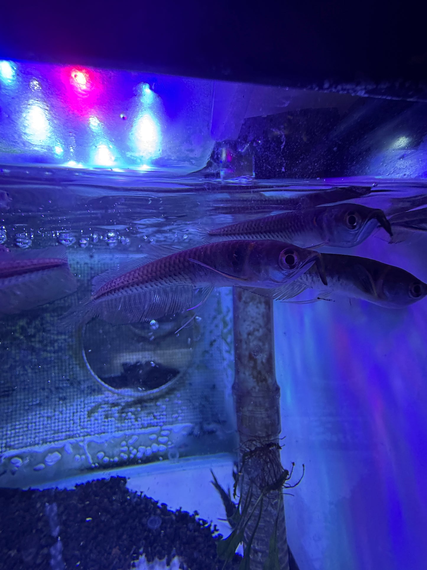 Silver Arowana (Osteoglossum Bicirrhosum)
