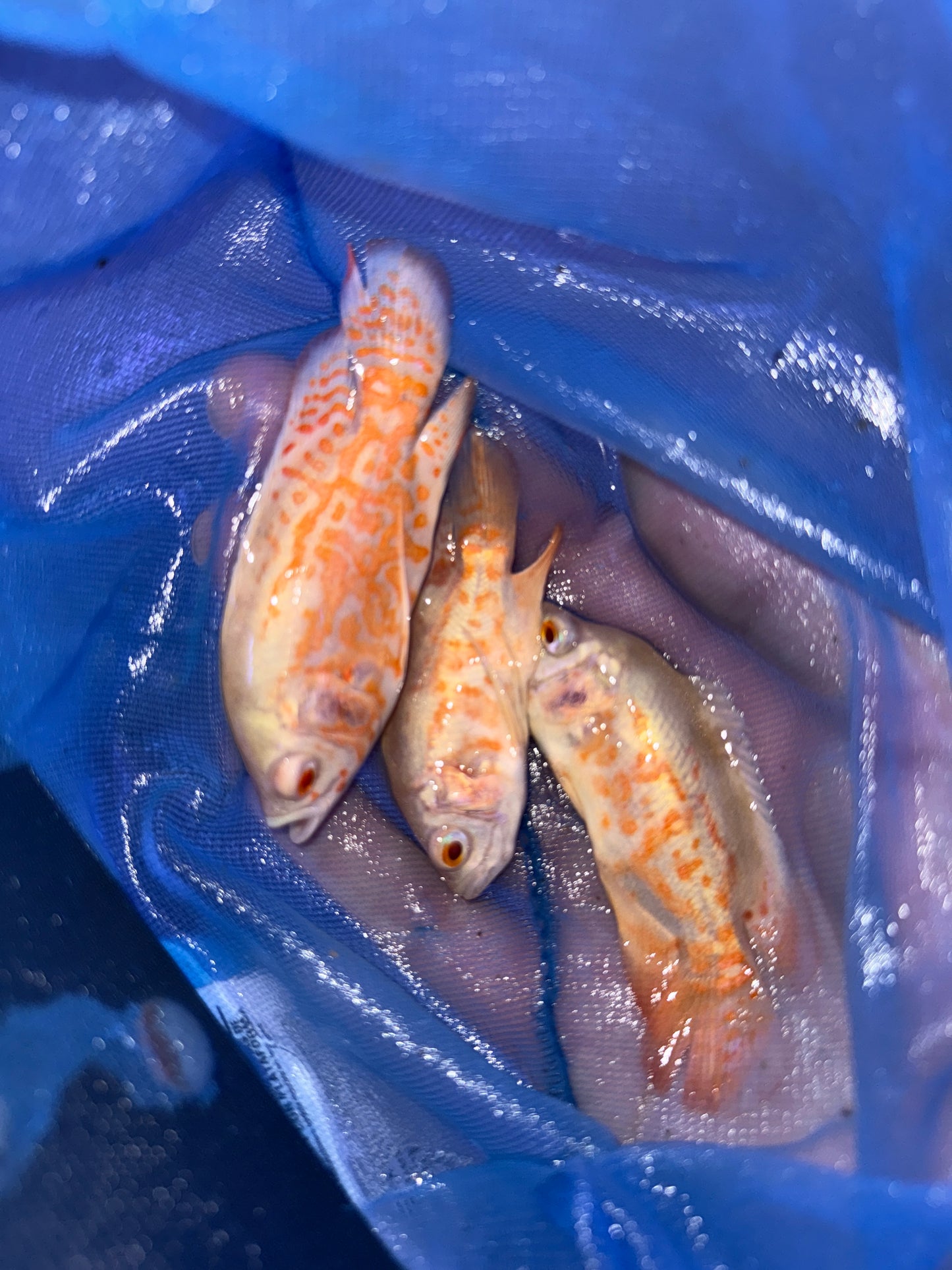 Albino Tiger Oscar
