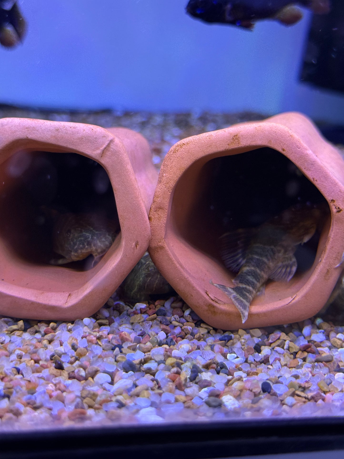 Panaqolus maccus Clown Pleco