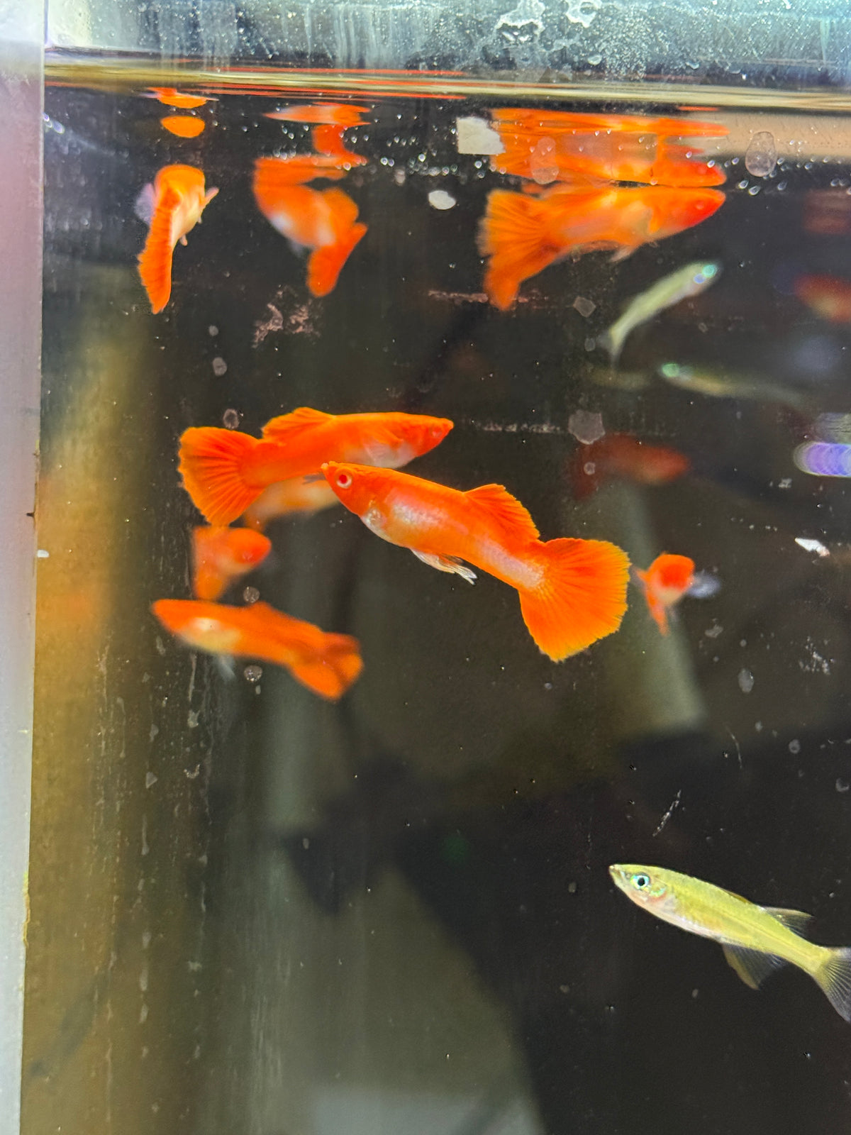 Albino Red Cap Guppy