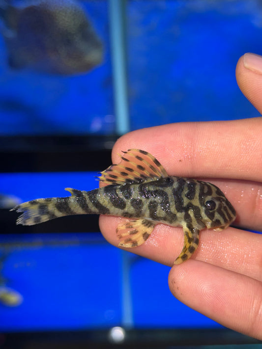 L134 Leopard Frog Pelco