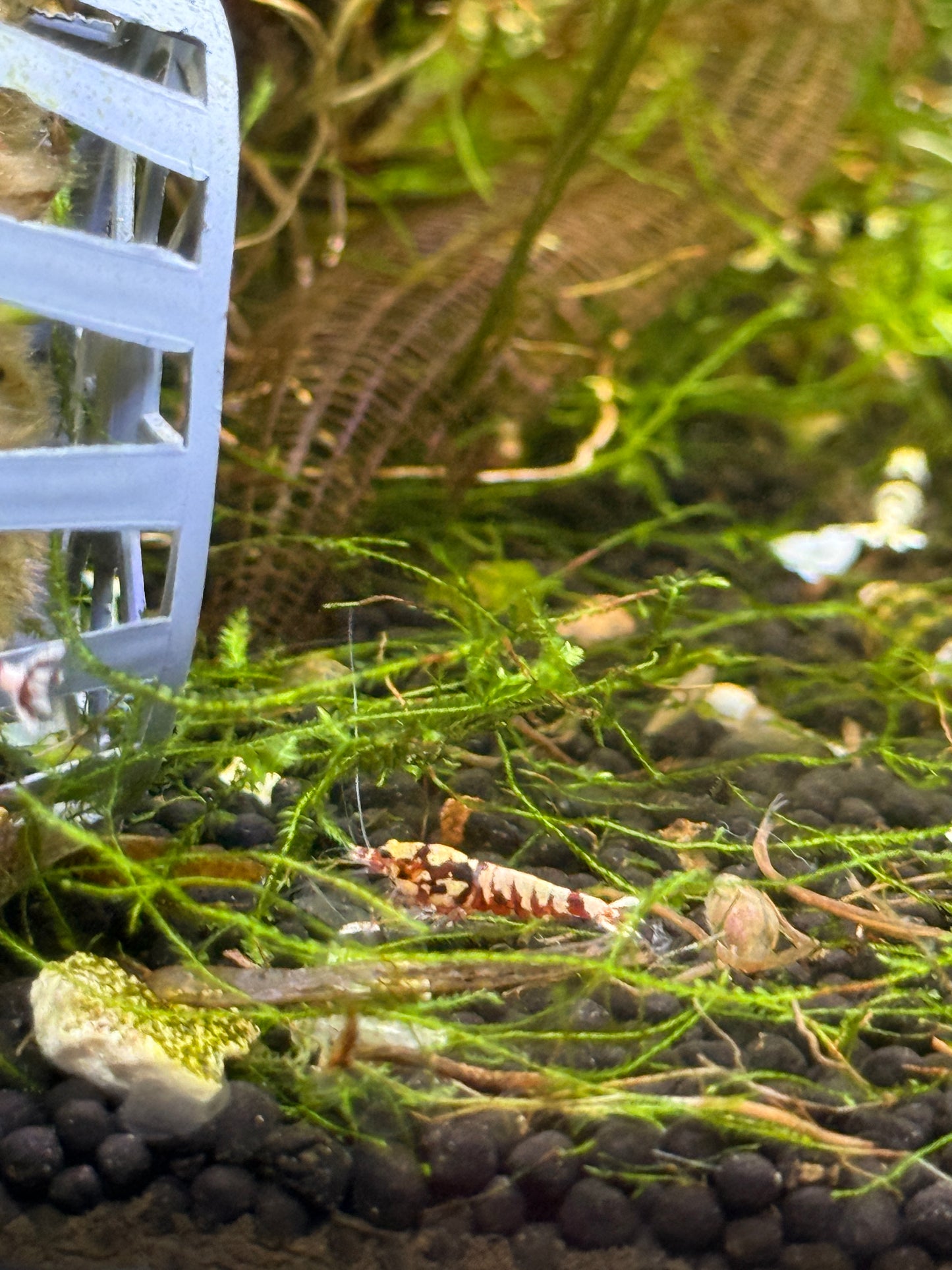 Red Fancy Tiger Shrimp Caridina