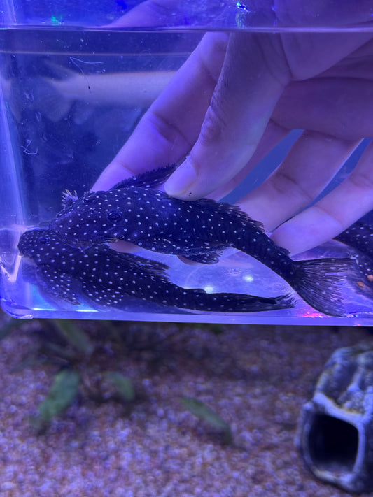 L235 Flyer Pleco (Pseudolithoxus anthrax)
