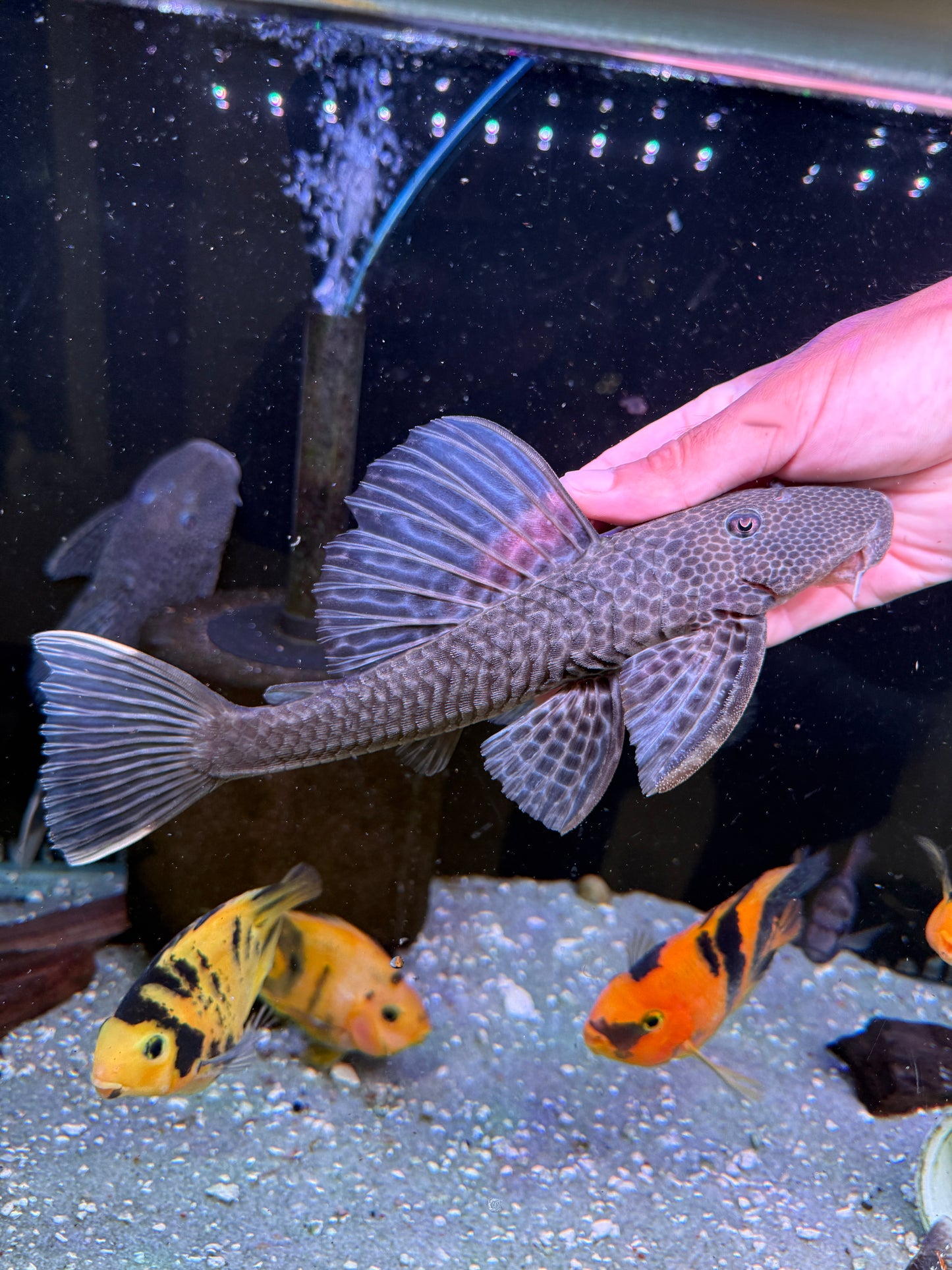 Hypostomus isbrueckeri