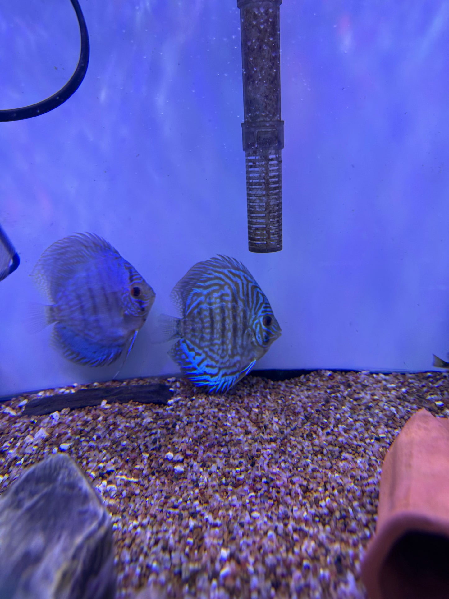 Blue Tiger turquoise Discus