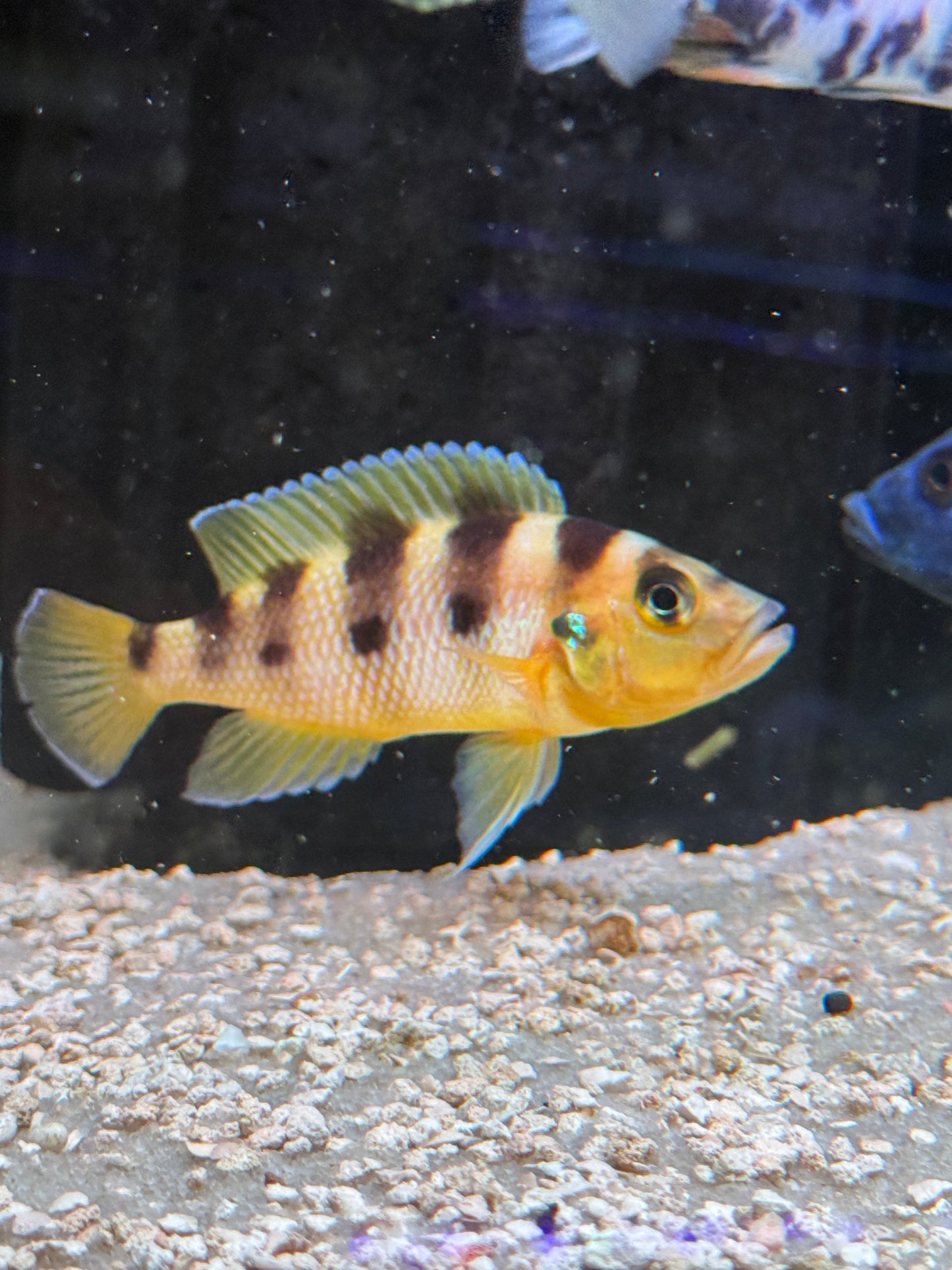 Neolamprologus sexfasciatus (Gold)
