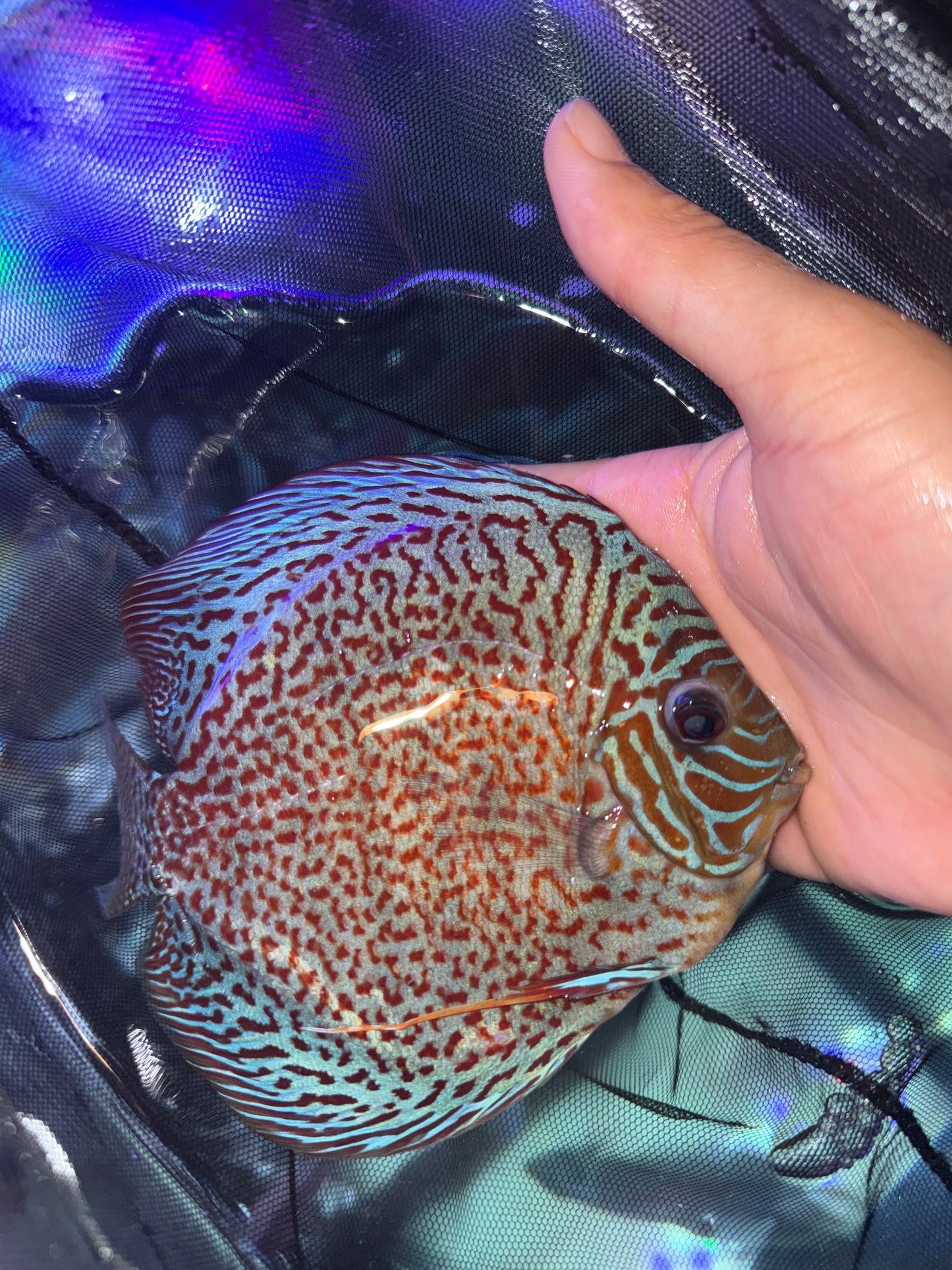 Full Face Leopard Discus