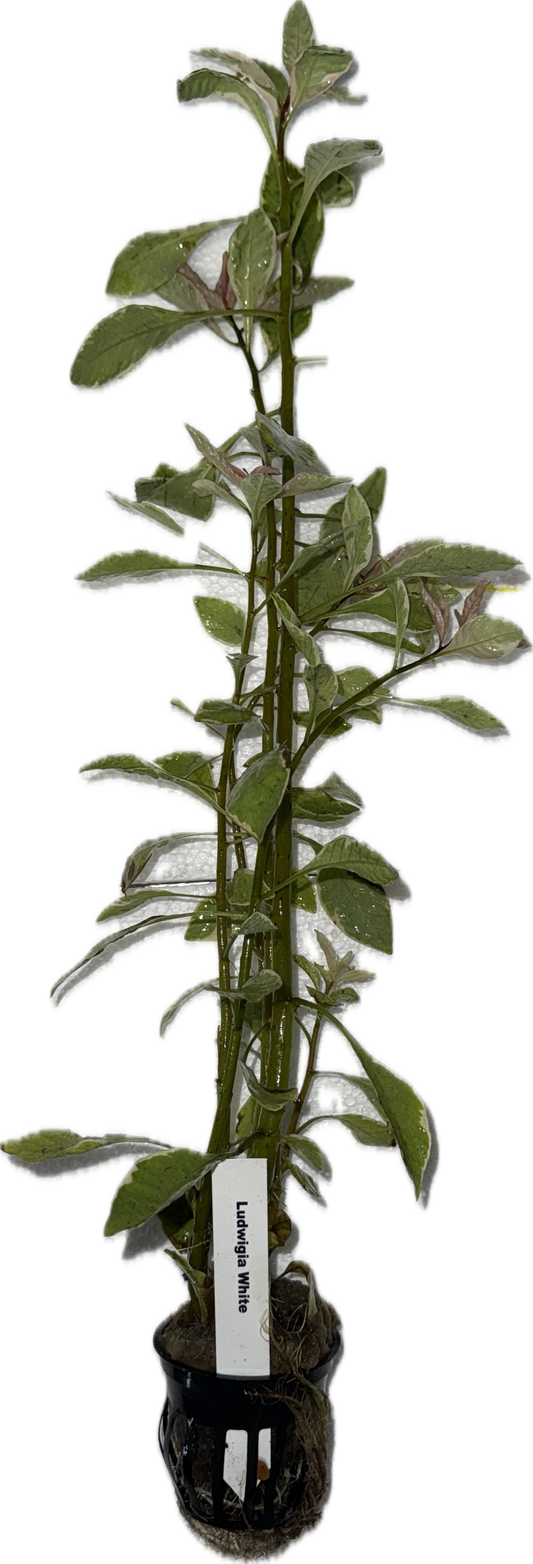 Ludwigia White Plant
