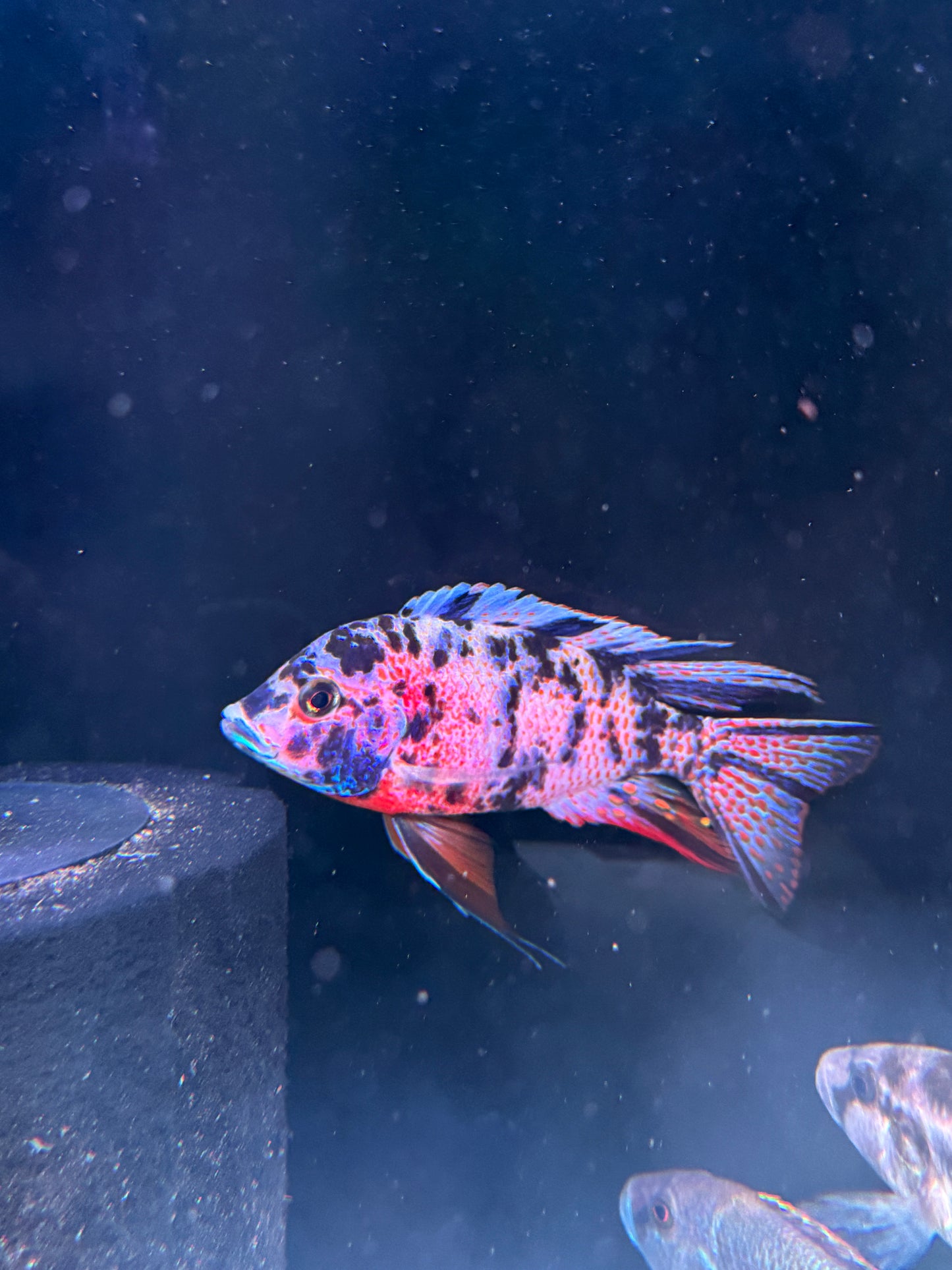 Jumbo OB (Orange Blotched) Peacock Cichlid (Aulonocara sp. "OB")