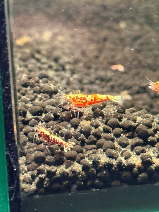 Red Galaxy Shrimp Caridina cantonensis