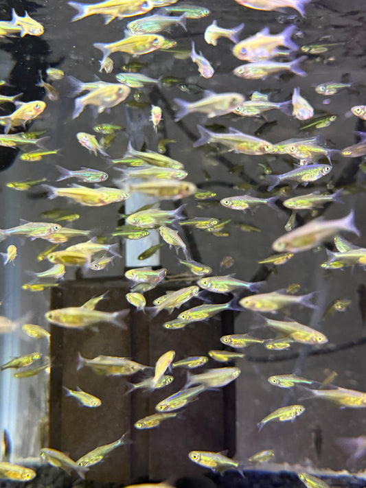 Microdevario kubotai Kubotai Rasbora