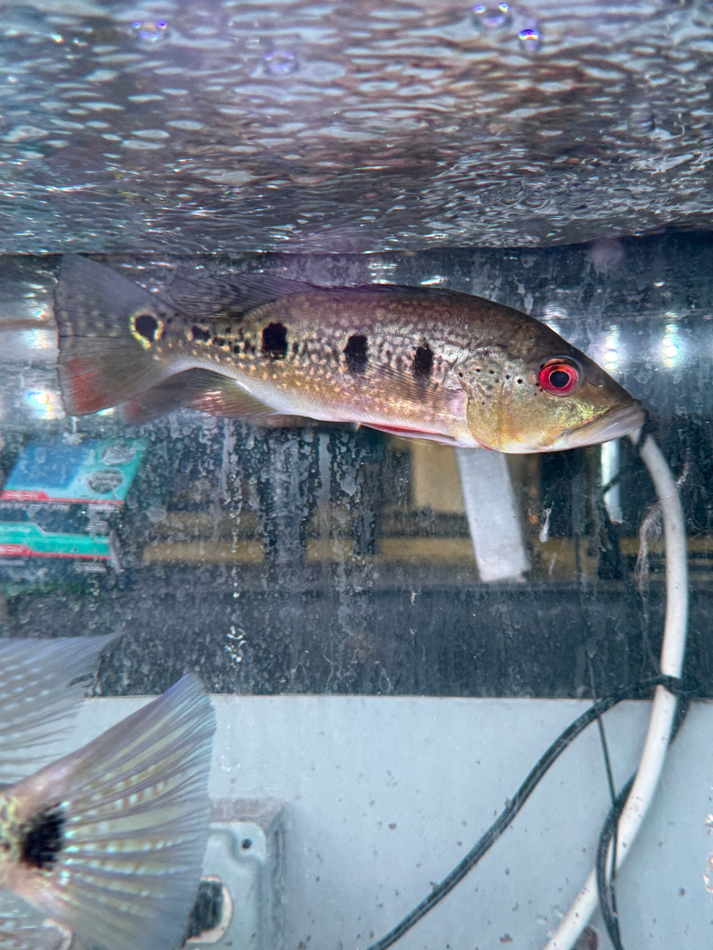 Spotted Peacock Bass Vichada Orinoco (cichla sp)