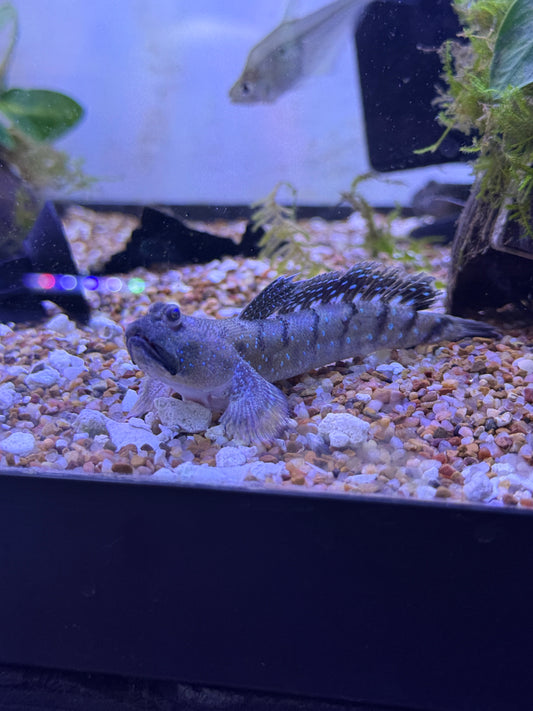 Blue Dragon Mudskipper (Boleophthalmus boddarti)