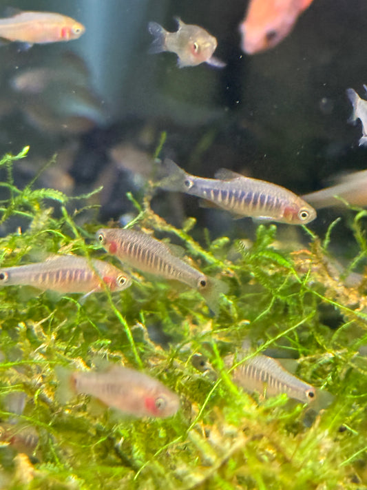 Emerald Dwarf Rasbora (Celestichthys erythromicron)