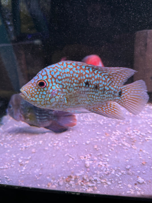 Show Fish Electric blue Carpintis