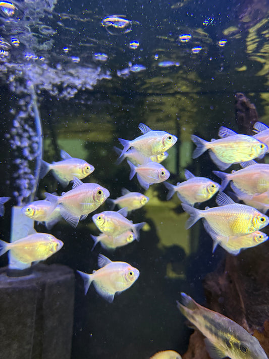 White Skirt Tetra