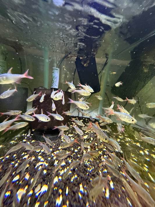 Red and Blue Colombian Tetra (Hyphessobrycon columbianus)