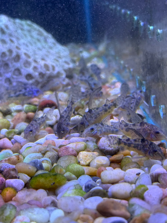 Hi-Fin Peppered Cory – Corydoras Paleatus