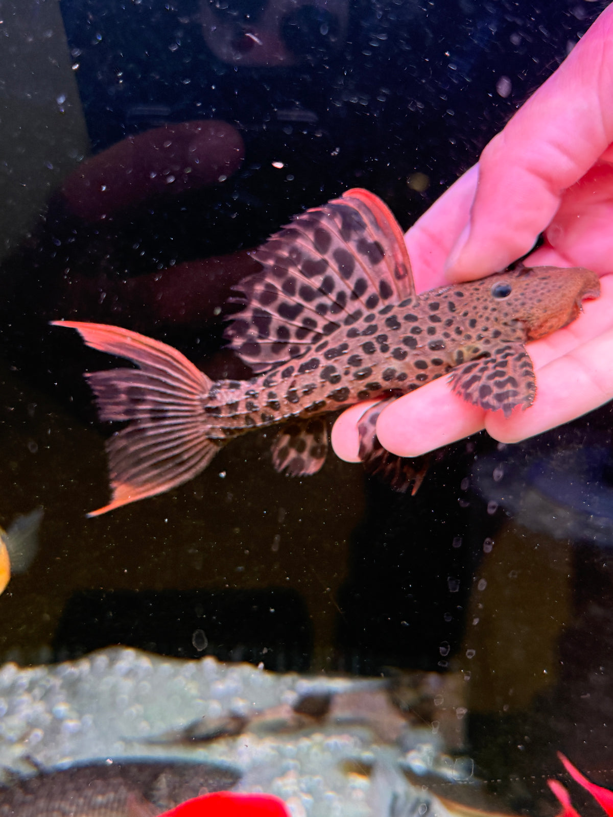 L600 Leopard Cactus Pleco (Pseudacanthicus Leopardus)