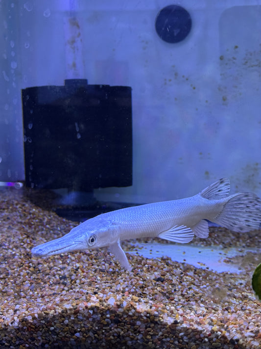Platinum  Gar