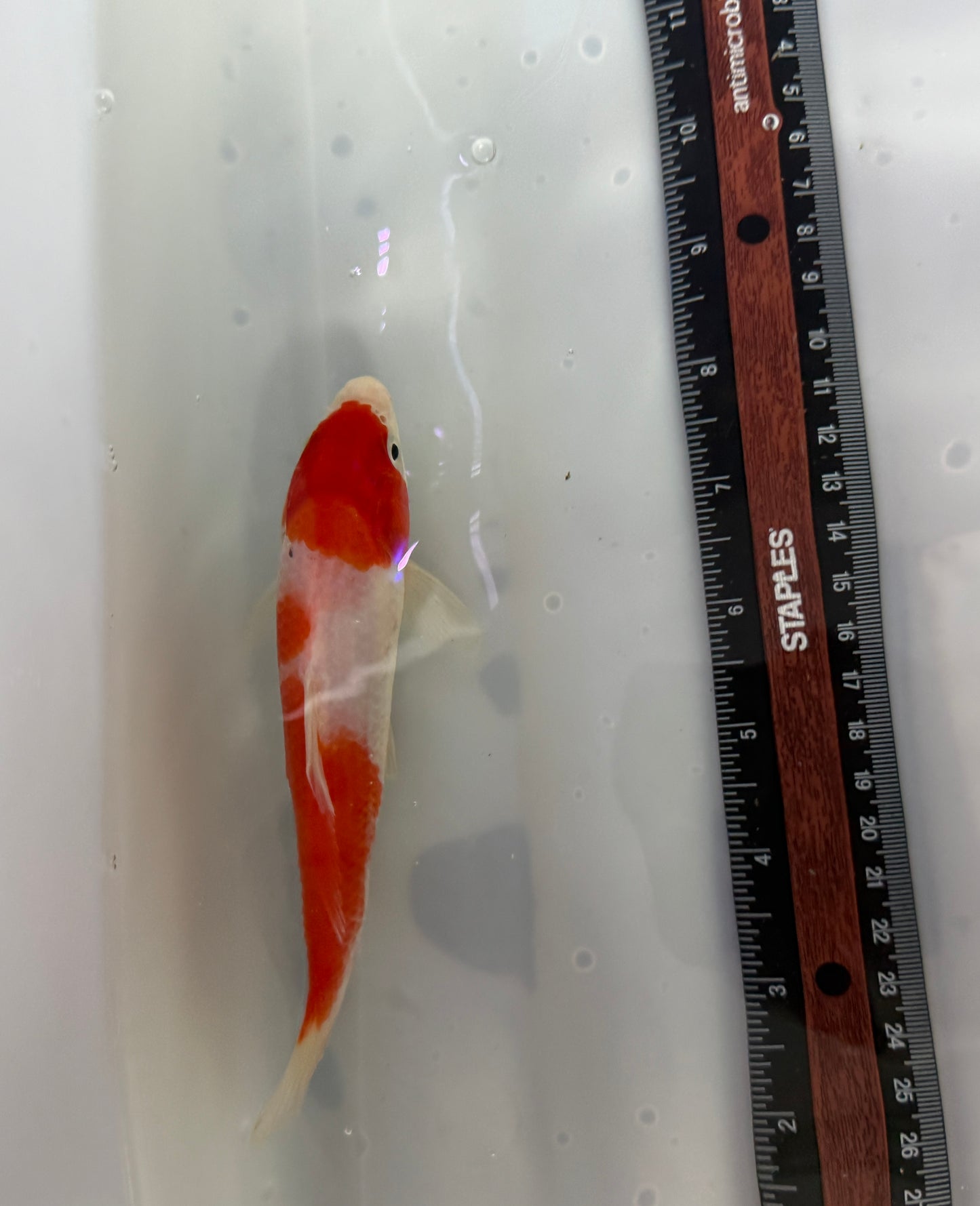 Kohaku Koi Chinese premium imported
