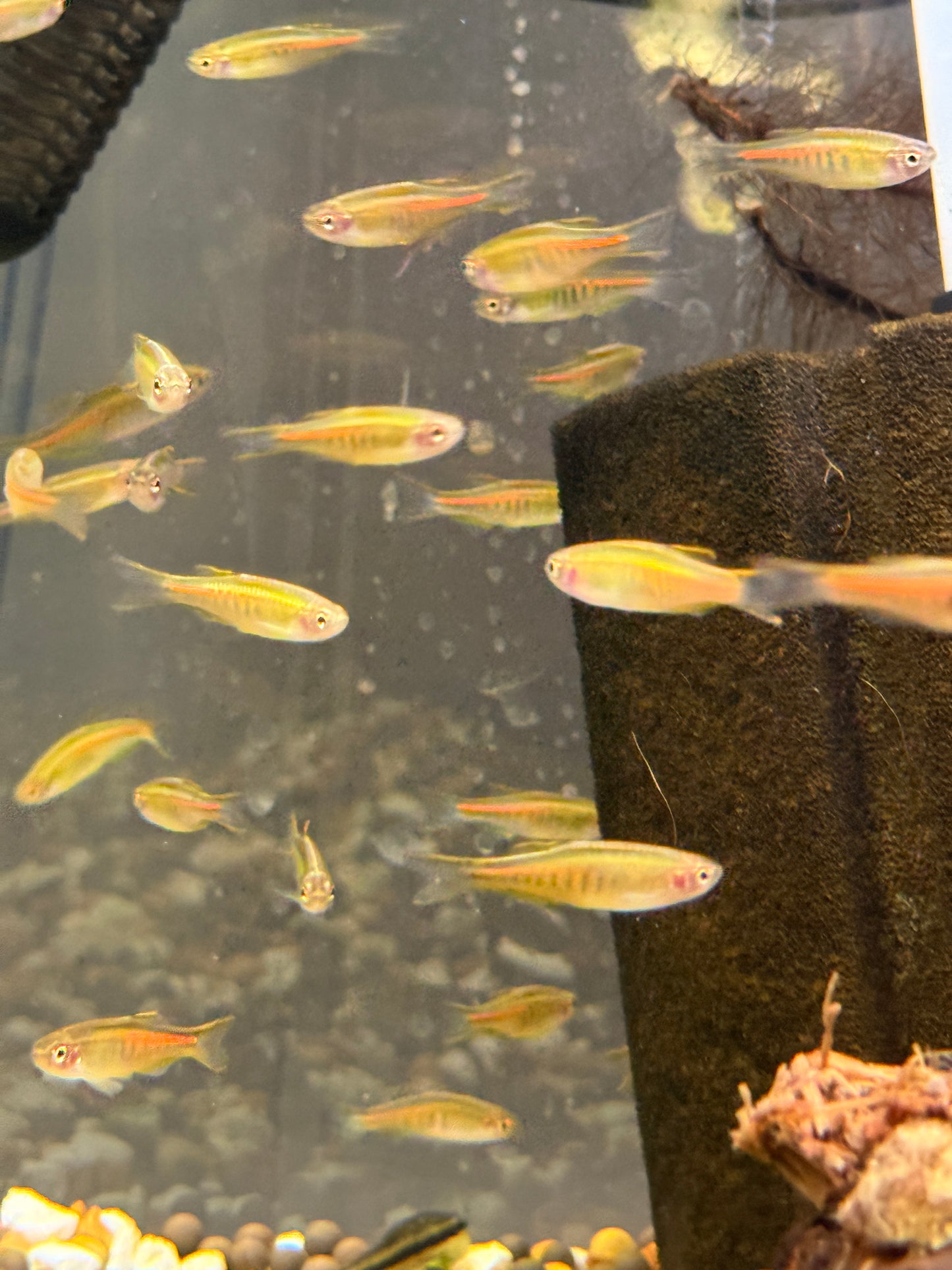 Glowlight Danio (Danio choprae)