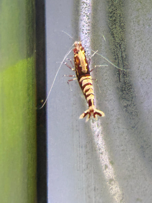 Red Galaxy Shrimp Caridina cantonensis